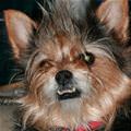 Mohawk Dog Wants To Play