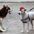 funny dog 4