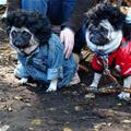 funny dog 3