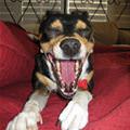 Molly Yawning