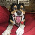 funny dog 1