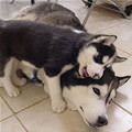 Mom Lets Play