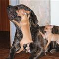 funny dog 2