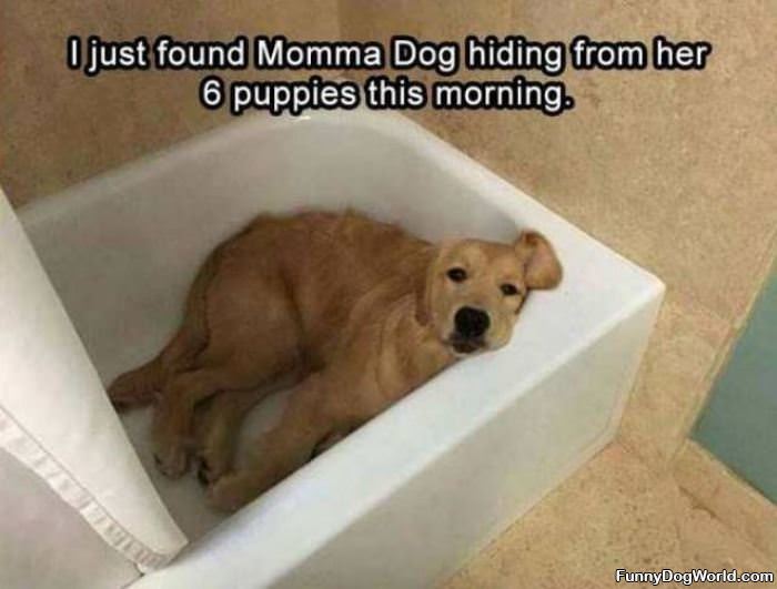 Momma Dog Was Hiding