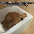 Momma Dog Was Hiding