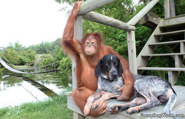 Monkey With A Dog