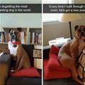 funny dog 5