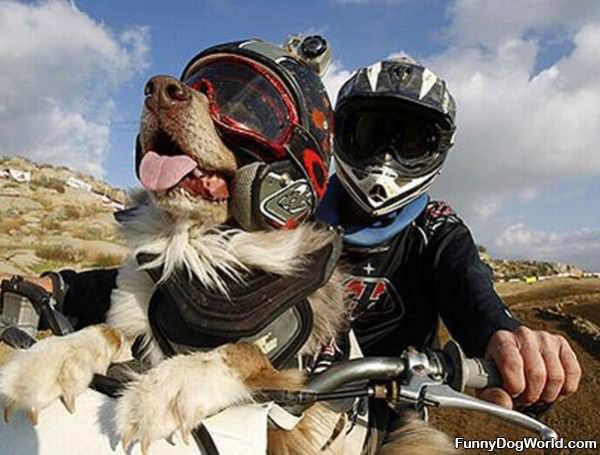 Moto Dog