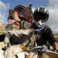 Moto Dog