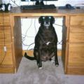 funny dog 4