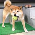 funny dog 1
