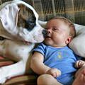 funny dog 3