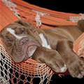 funny dog 2