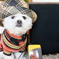 funny dog 1
