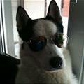 My Cool Sunglasses