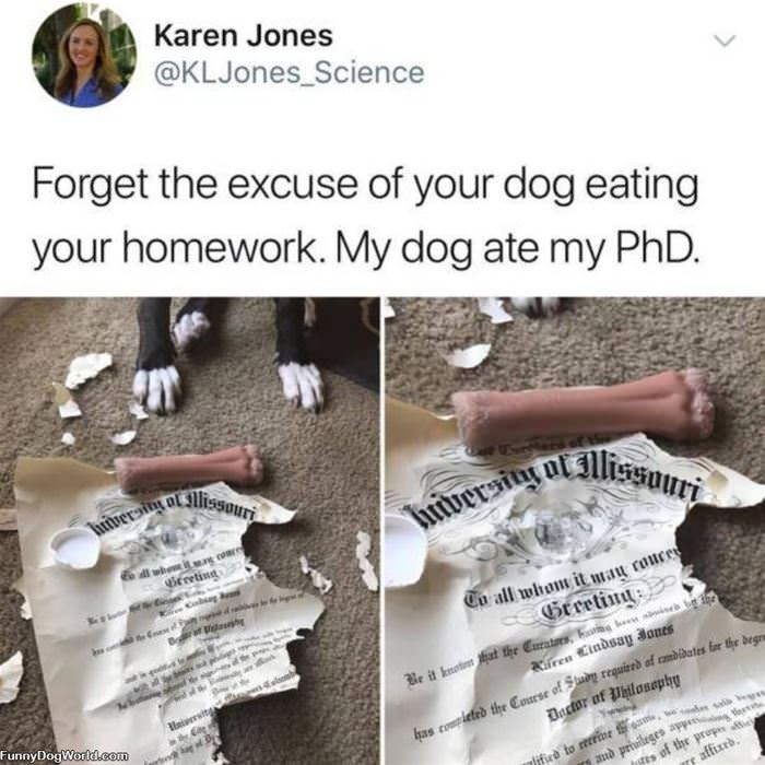 My Dog Ate My Phd