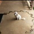 My Dog Got A Little Excited