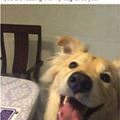 My Dog Loves You