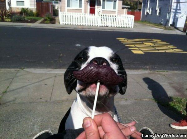 My Dog Mustache