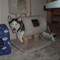 My Dog Spot