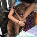 funny dog 5