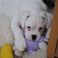 funny dog 3