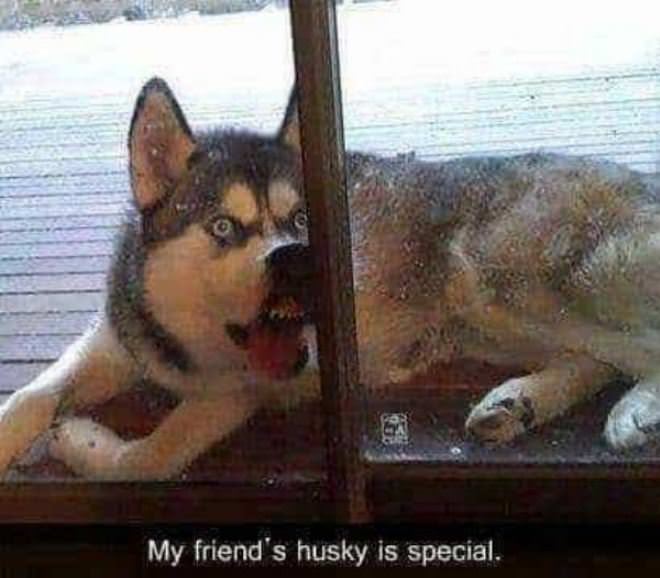 My Friends Husky