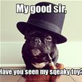 funny dog 3