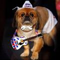 funny dog 5