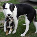 funny dog 1
