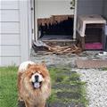 My Neighbors Dog