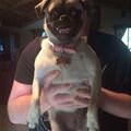 My Pug Smiles For Pictures