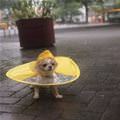 My Raincoat