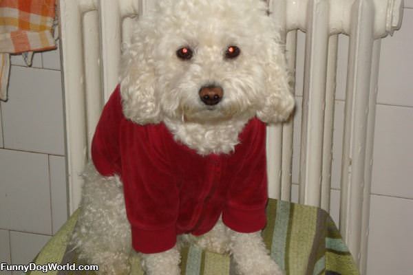 My_Red_Sweater My Red Sweater