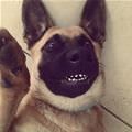 funny dog 1