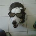 My Shades