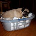 funny dog 5