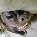 funny dog 1