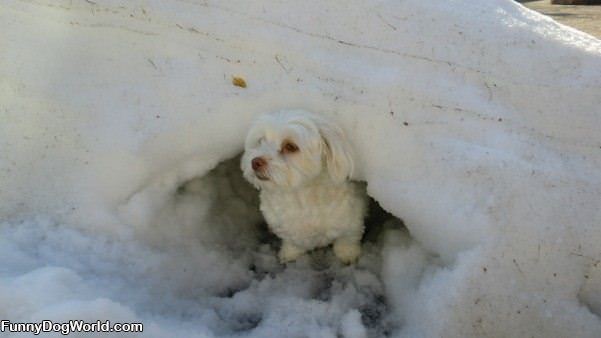 My Snow Fort