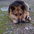 funny dog 1