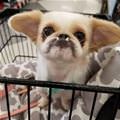 My Teef