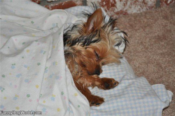 Napping Puppy