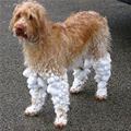 Needs Boots