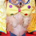funny dog 1
