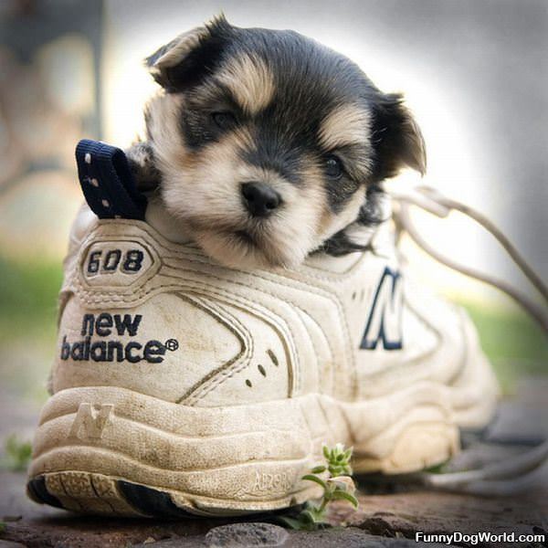 New Balance Puppy