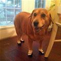 funny dog 3