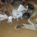 funny dog 3