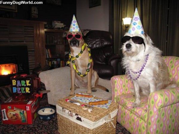 New Years Dogs