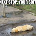 funny dog 2