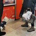 Nice Bag